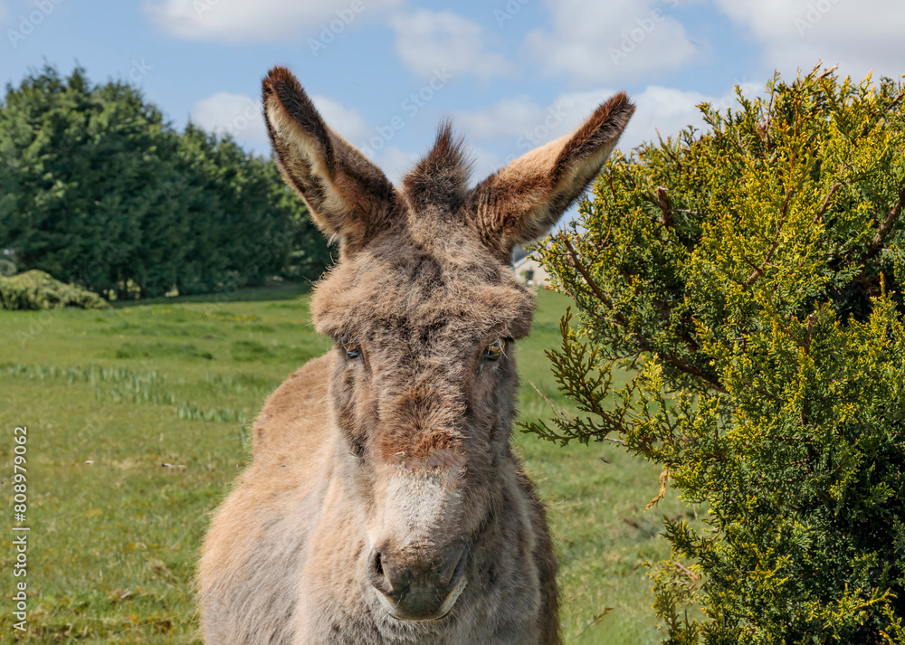 Wall Mural Closeup of a donkey in a friendly field