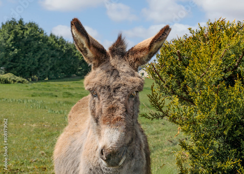 Canvas Print Closeup of a donkey in a friendly field