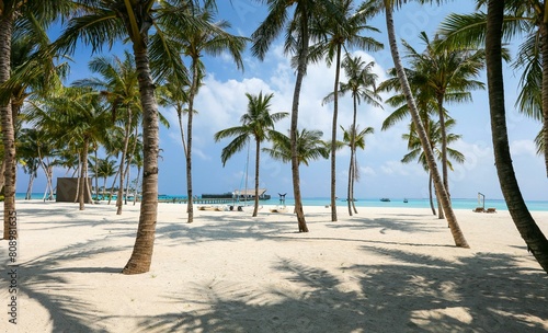 palm trees on the beach