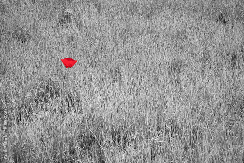 red poppy field