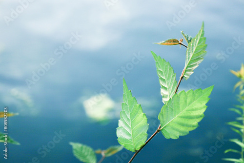 leaves against lake