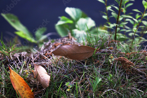 Fallen leaves in the grass