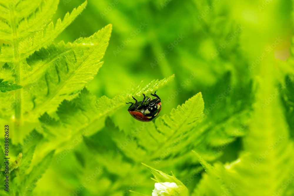 bug on leaf bug on leaf