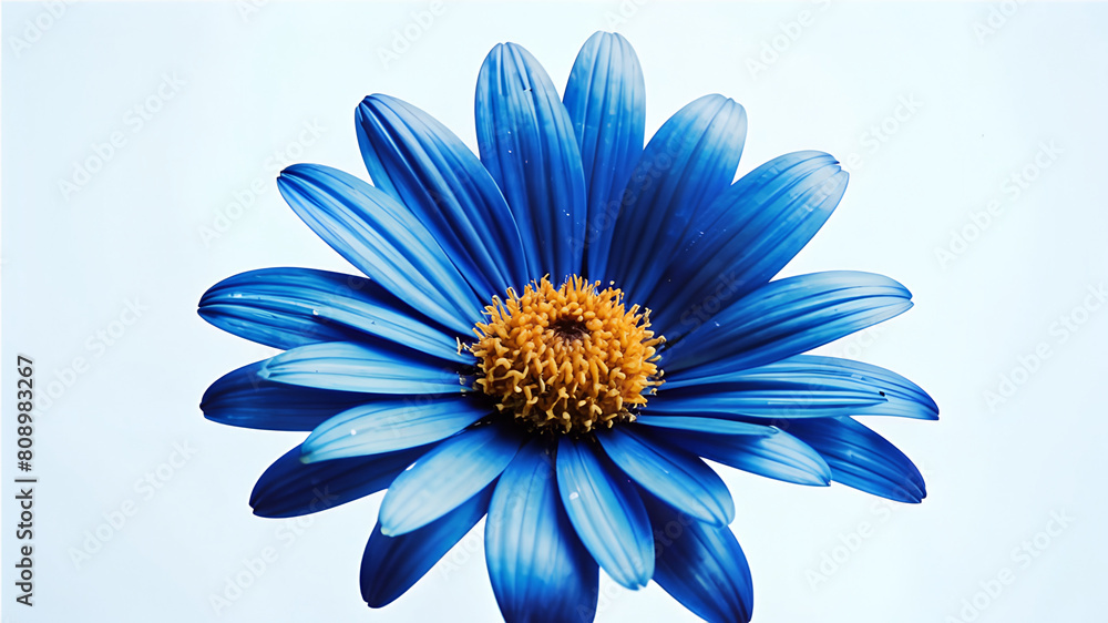 light blue flower, gerbera, bud, top view, close-up, on a white background light blue flower, gerbera, bud, top view, close-up, on a white background