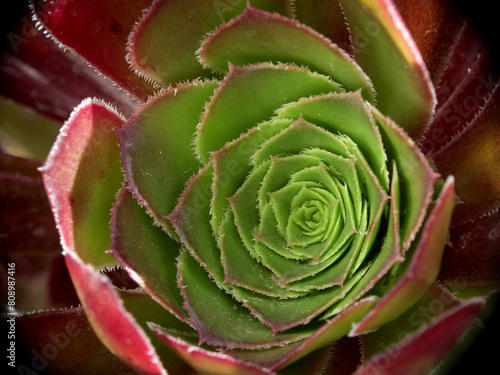 Aeonium