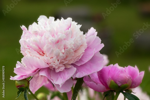 Peony Sorbet in garden on sunny day. lat. Paeonia Lactiflora Hybriden Sorbet. Big blooming pink peony flowers in spring. Happy Mothers, Earth Day