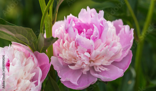 Fototapeta Naklejka Na Ścianę i Meble -  Peony Sorbet in garden on sunny day. lat. Paeonia Lactiflora Hybriden Sorbet. Big blooming pink peony flowers in spring. Happy Mothers, Earth Day