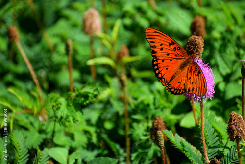 butterfly on flower