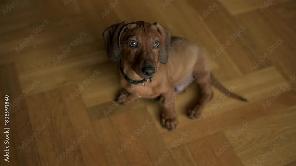 A dachshund puppy sits alertly on a polished wooden floor, looking up with big, expressive eyes, perfectly capturing a moment of curiosity and attentiveness in a home environment. A dachshund puppy sits alertly on a polished wooden floor, looking up with big, expressive eyes, perfectly capturing a moment of curiosity and attentiveness in a home environment.