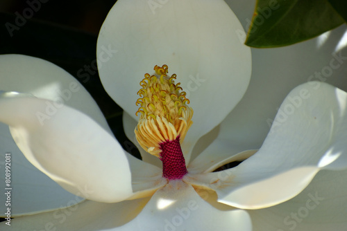 Macro image showing a beautiful white Magnolia tree flower