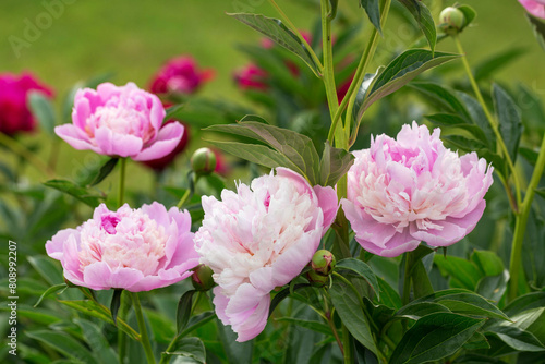 Peony Sorbet in garden on sunny day. lat. Paeonia Lactiflora Hybriden Sorbet. Big blooming pink peony flowers in spring. Happy Mothers, Earth Day