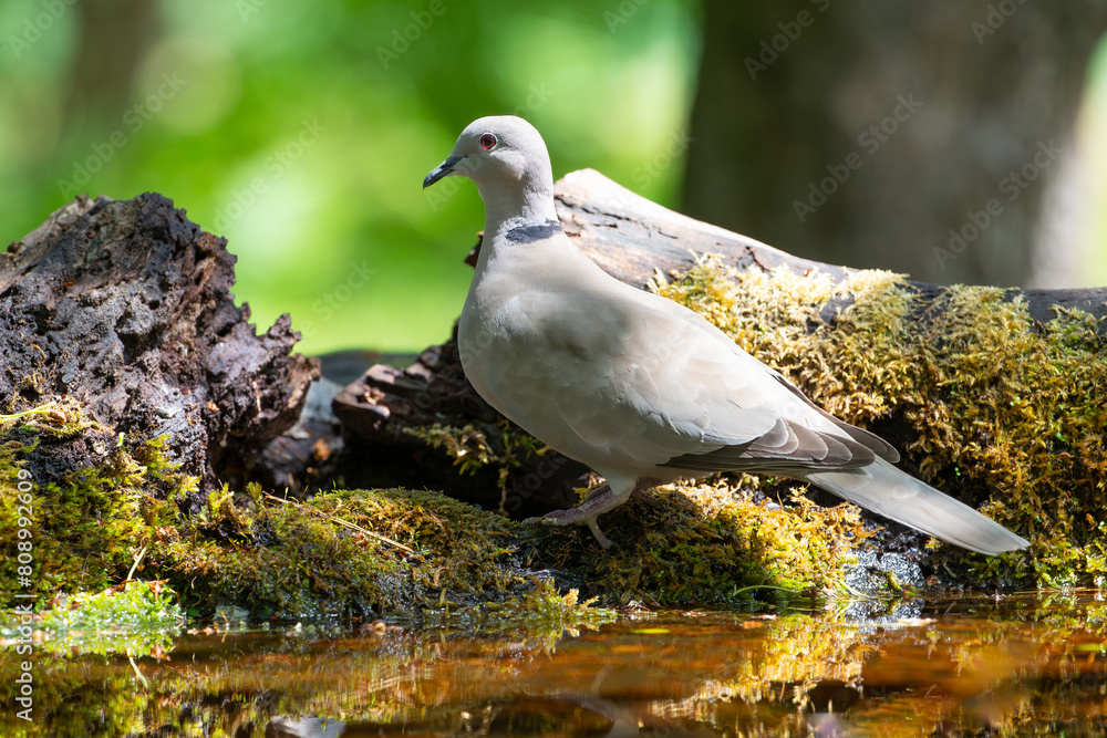 Wild pigeon sitting on moss by the water on a summer day Wild pigeon sitting on moss by the water on a summer day