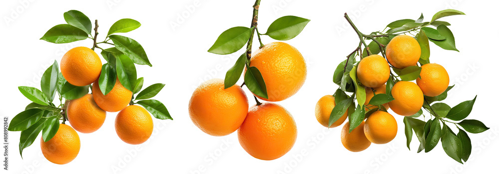 Set of branches with ripe, delicious oranges, cut out