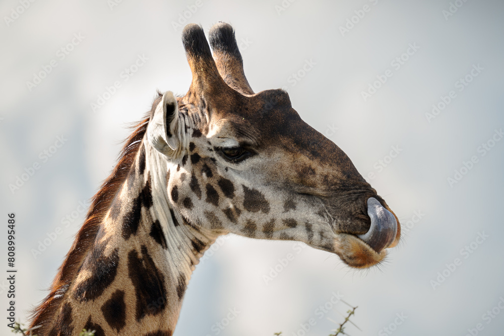 Φωτογραφία portrait of a giraffe