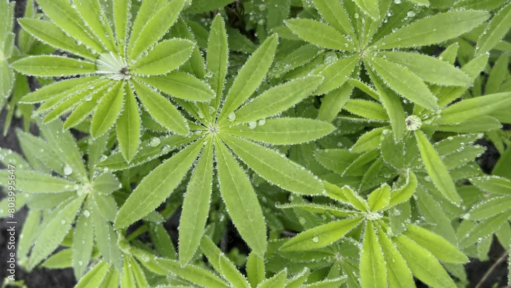 Flower leaves with drops after rain close-up. Green leaves with drops after rain. Water drops on green leaves close-up Flower leaves with drops after rain close-up. Green leaves with drops after rain. Water drops on green leaves close-up