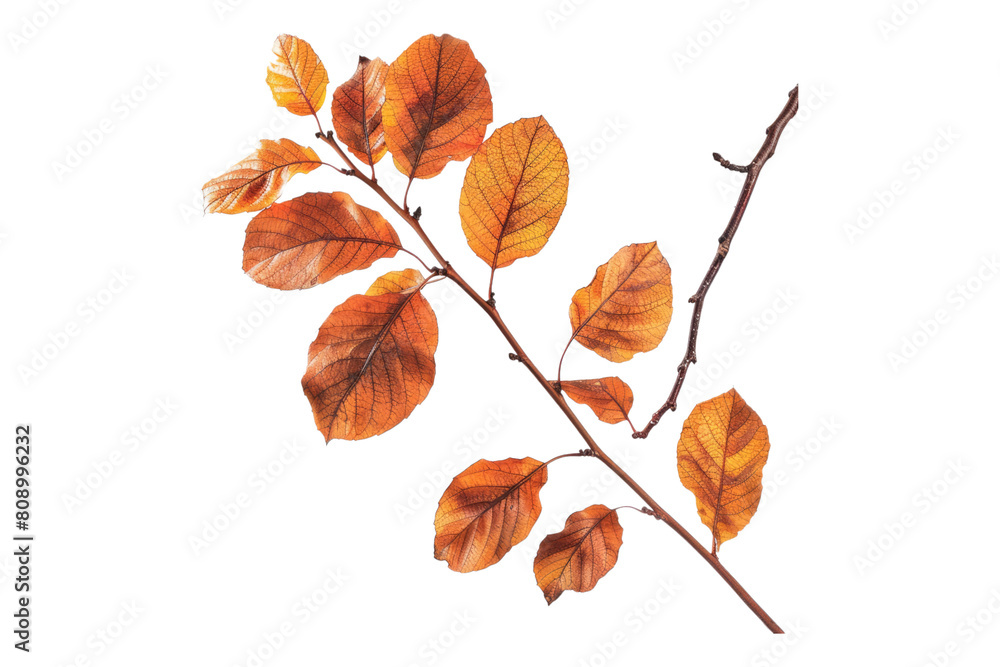 Fototapeta premium Autumn leaves on a branch isolated on transparent background