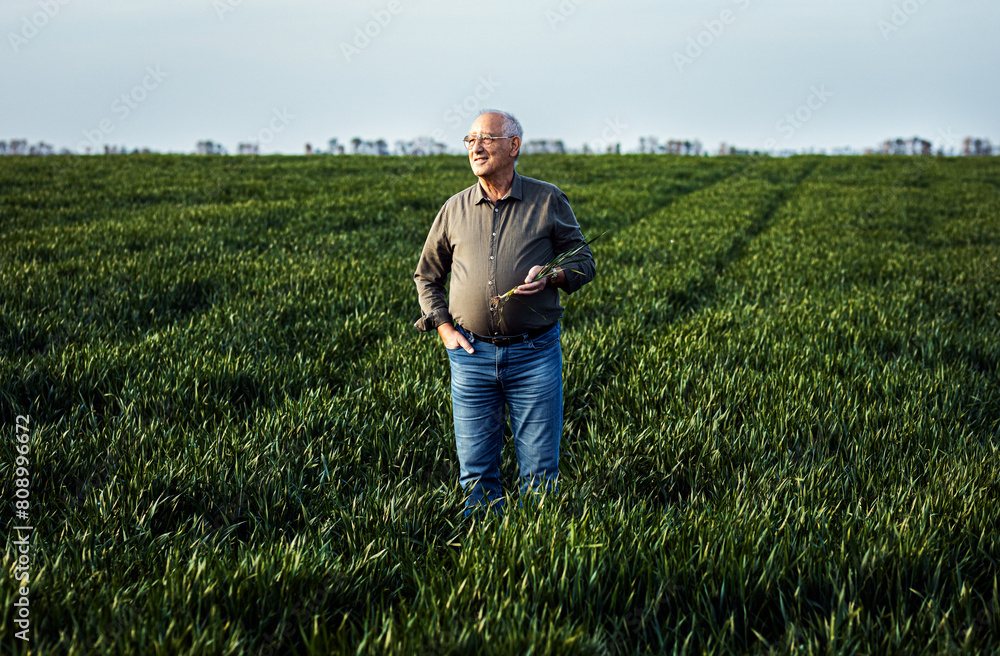 Portrait of senior farmer standing in wheat field looking at crop in his hand. Portrait of senior farmer standing in wheat field looking at crop in his hand.