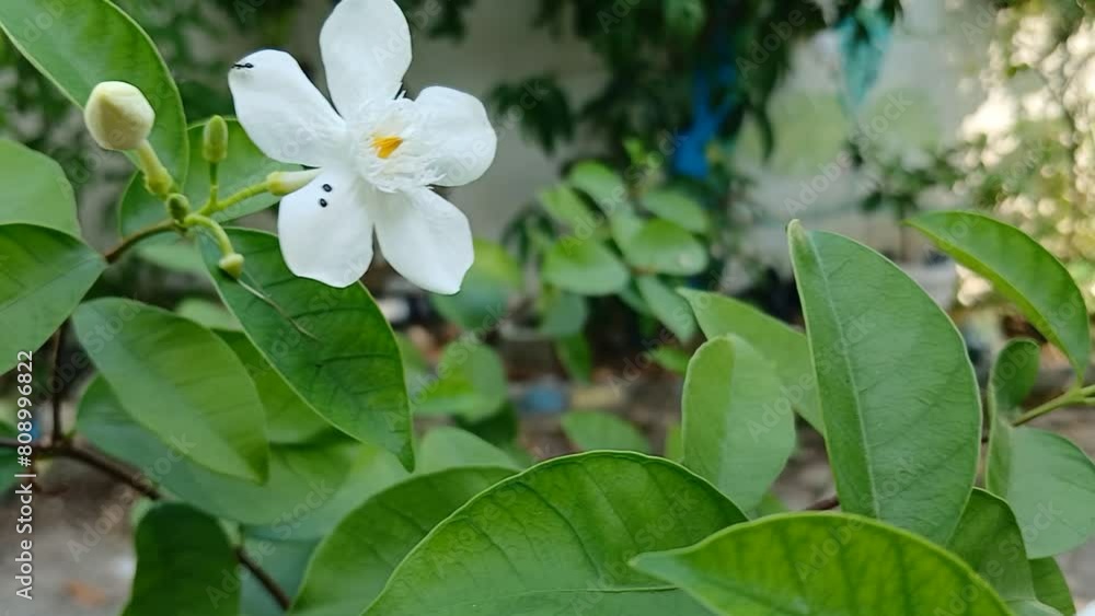 A white jasmine flower and an ant crawling on it and swaying in the wind A white jasmine flower and an ant crawling on it and swaying in the wind