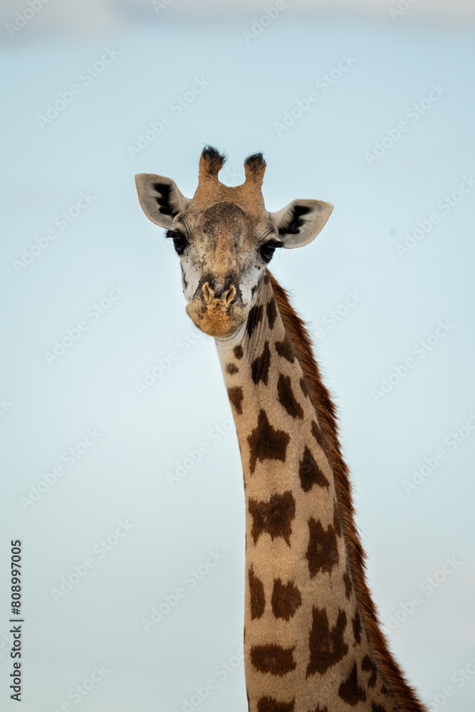 Obraz premium giraffe in the wild