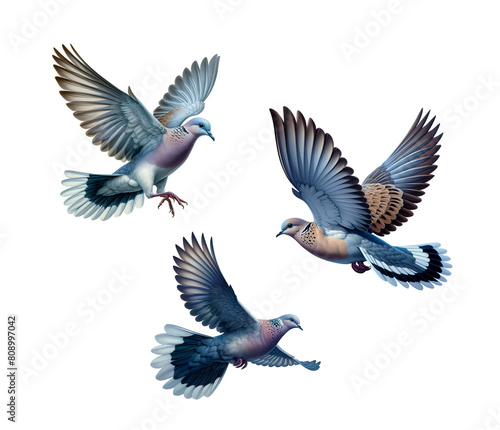 A set of beautiful Caribbean Doves flying, isolated on a transparent background