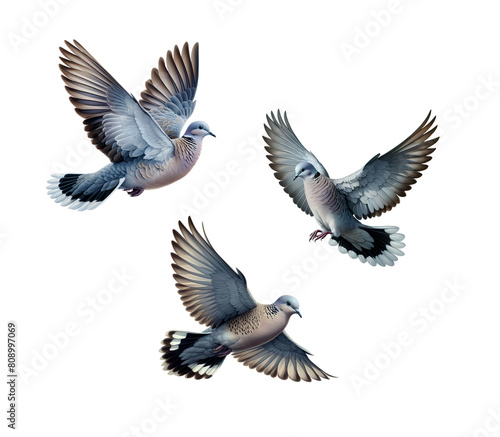 A set of beautiful Grey-fronted Doves flying, isolated on a transparent background © DLW Designs