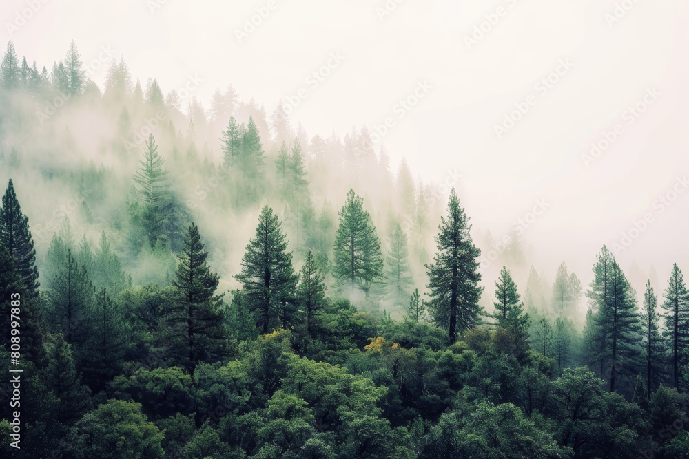 Natural forest background with foggy