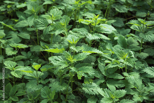 thickets of stinging nettle, green plant background