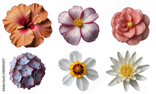 Close up of various beautiful flowers blooming isolated on transparent background. Generative AI