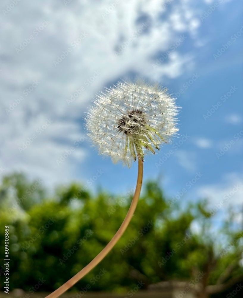 Naklejka premium タンポポ