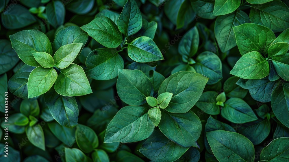 A background of juicy leaves. Dark green foliage, abstract background, natural texture. A place for the text. A background of juicy leaves. Dark green foliage, abstract background, natural texture. A place for the text.