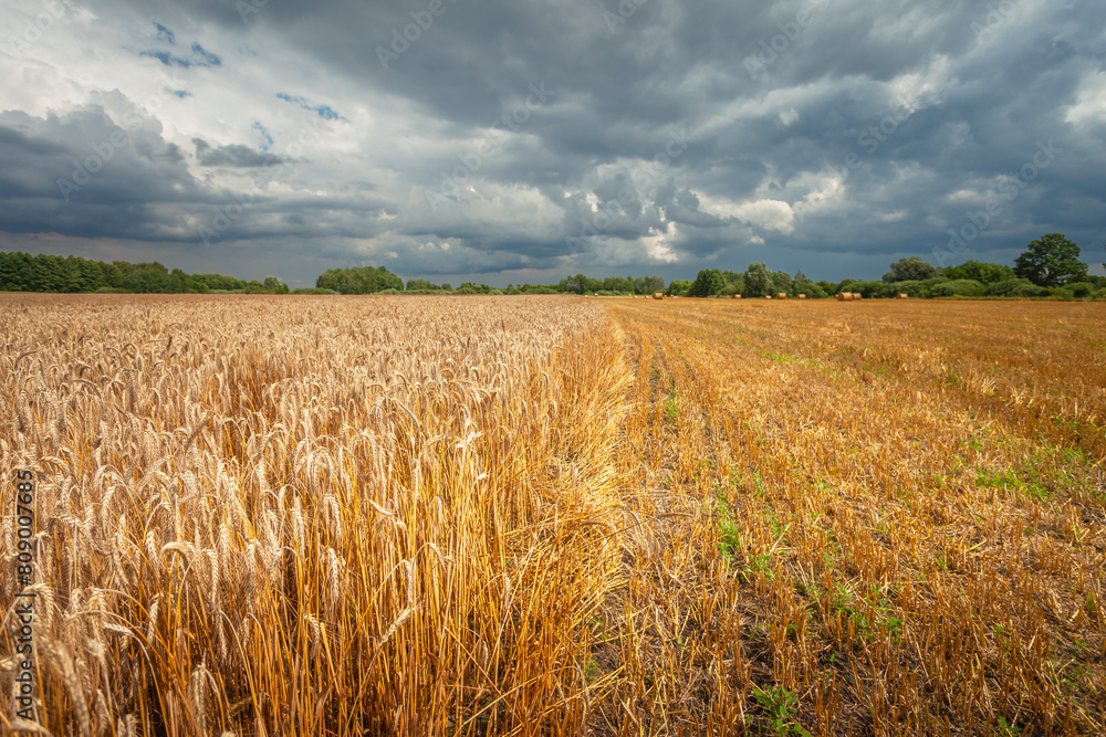 A half-mowed grain field and a stormy sky