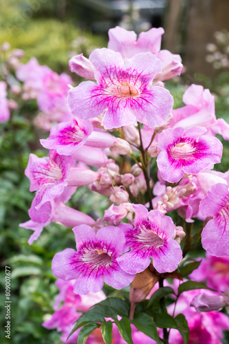 Beautiful Pink Trumpet Vine flowers.