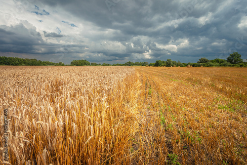A half-mowed grain field and a stormy sky