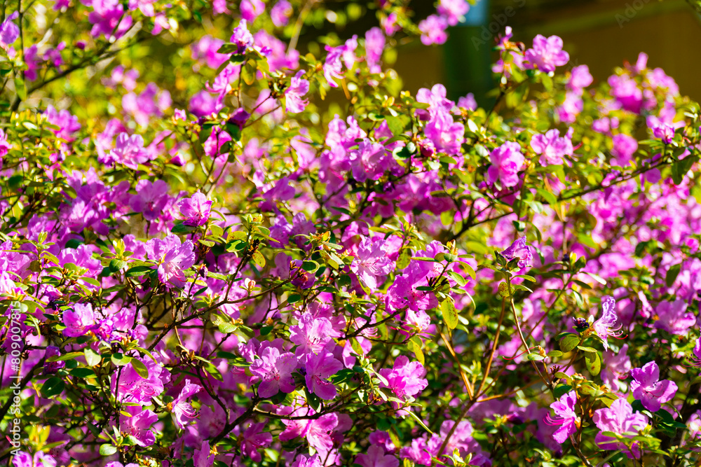 A stunning image capturing the intense pink color of a densely flowered azalea bush. This vivid display of spring blooms makes a perfect backdrop for any project related to gardening or botanical