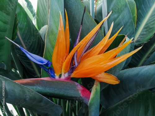 Exotic orange flower in the garden