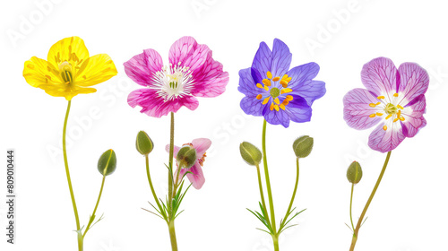 Quartet of hardy tundra flowers Arctic Poppy, Saxifrage, Silene, Moss Campion survivalists in vibrant colors, isolated on transparent background photo