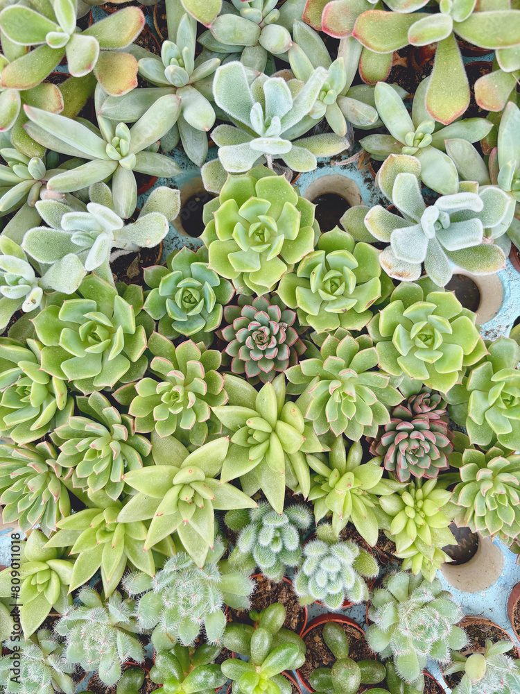 piante succulente dall'alto, succulent plants from above piante succulente dall'alto, succulent plants from above