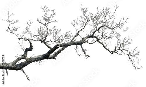 Wallpaper Mural Twisted bare tree branch, detailed texture isolated on transparent background png Torontodigital.ca