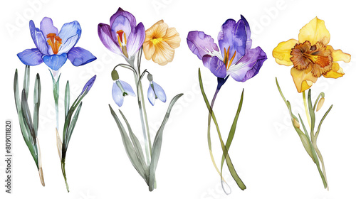 Quartet of early bloomers Crocus, Snowdrop, Primrose, Winter Aconite heralds of spring, watercolor isolated on transparent background © Nisit
