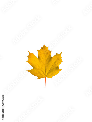 yellow maple leaf png. leaf png, atumn leaf isolated on white transparent backround photo