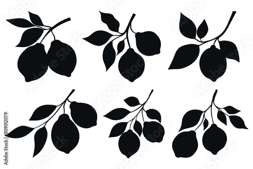 Lemon branches silhouettes set isolated on white background. Lemon fruits on branches silhouettes