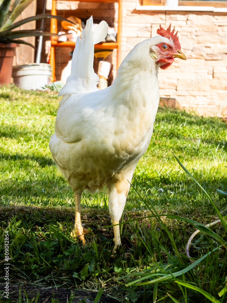 Gallina Blanca en Pasto Verde: Escena Rural y Vida Campestre Gallina Blanca en Pasto Verde: Escena Rural y Vida Campestre