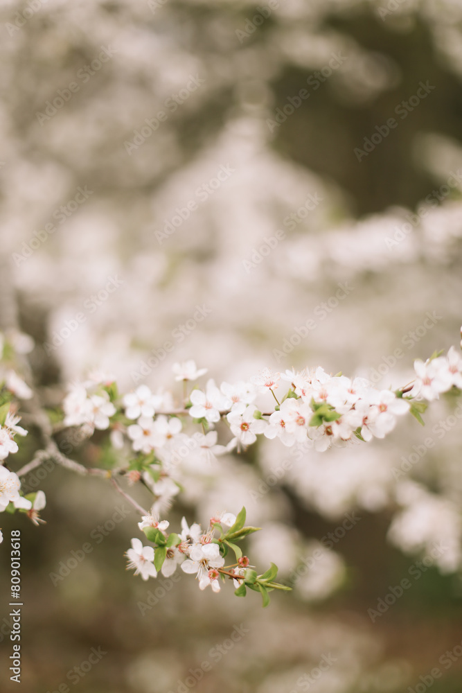 Branches of blossoming cherry or apple tree macro with soft focus on gentle light nature background in sunlight with copy space. Beautiful floral image of spring nature panoramic view Branches of blossoming cherry or apple tree macro with soft focus on gentle light nature background in sunlight with copy space. Beautiful floral image of spring nature panoramic view