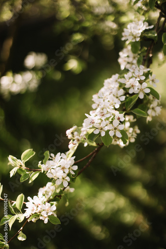 Branches of blossoming cherry or apple tree macro with soft focus on gentle light nature background in sunlight with copy space. Beautiful floral image of spring nature panoramic view
