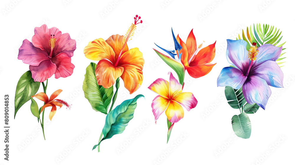 Set of tropical paradise flowers Hibiscus, Frangipani, Bird of Paradise, Bougainvillea vibrant watercolor, isolated on transparent background