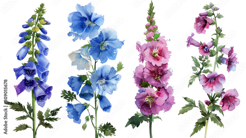 Set of cottage garden classics Hollyhock, Foxglove, Delphinium, Phlox oldfashioned appeal in watercolor, isolated on transparent background