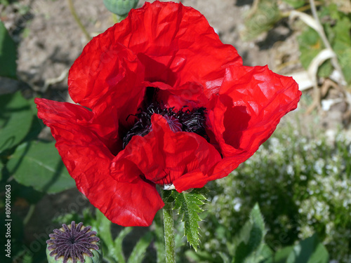 Papaver Orientale photo