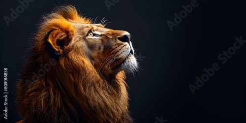 Intense Closeup Portrait of a Proud and Majestic African Lion Isolated on Black Background Showcasing Textural Details of its Mane and Penetrating