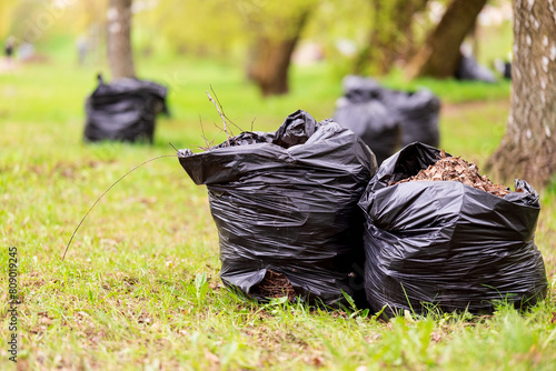 Black plastic bags with tree leaves. There are large black plastic garbage bags filled with fallen, dried leaves on the grass. Seasonal cleaning of city streets from fallen leaves. Cleaning