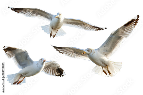 Group of flying seagulls isolated on transparent background png
